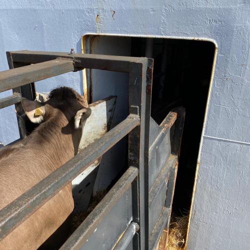 Ship transport