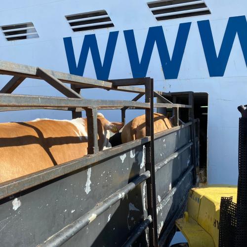 Ship transport