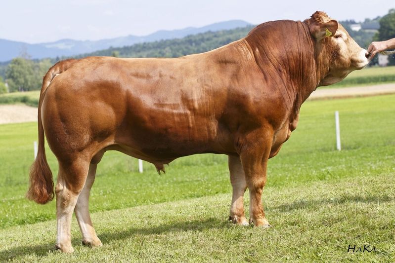 GS Matador