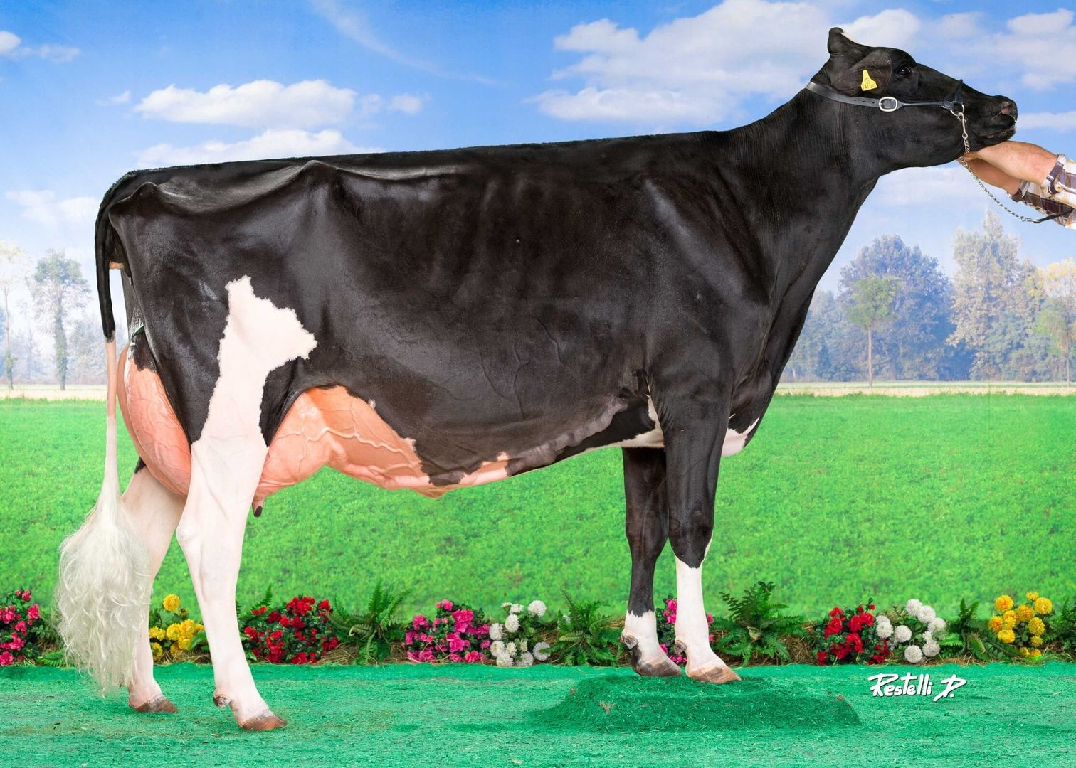 Holstein