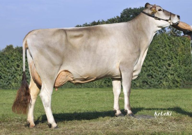 Braunvieh