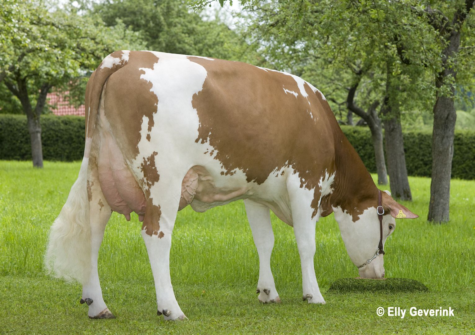 Simmental Fleckvieh