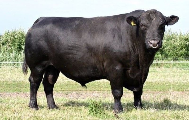 Angus