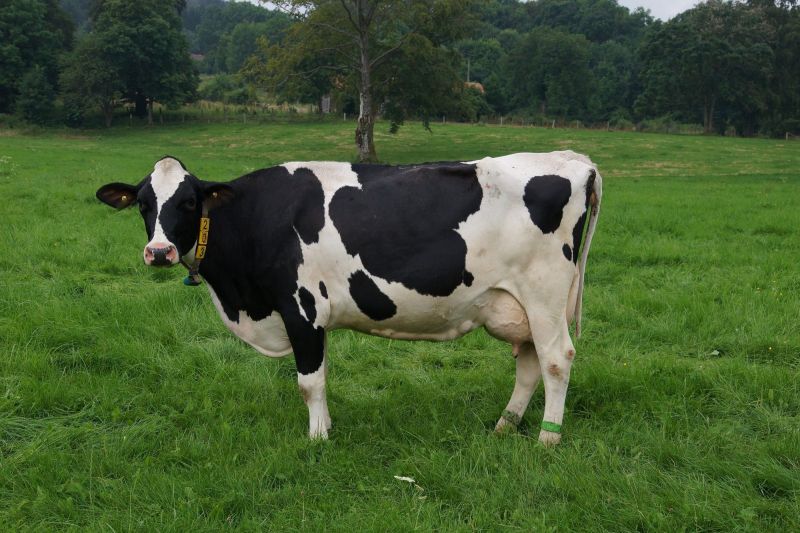 Holstein