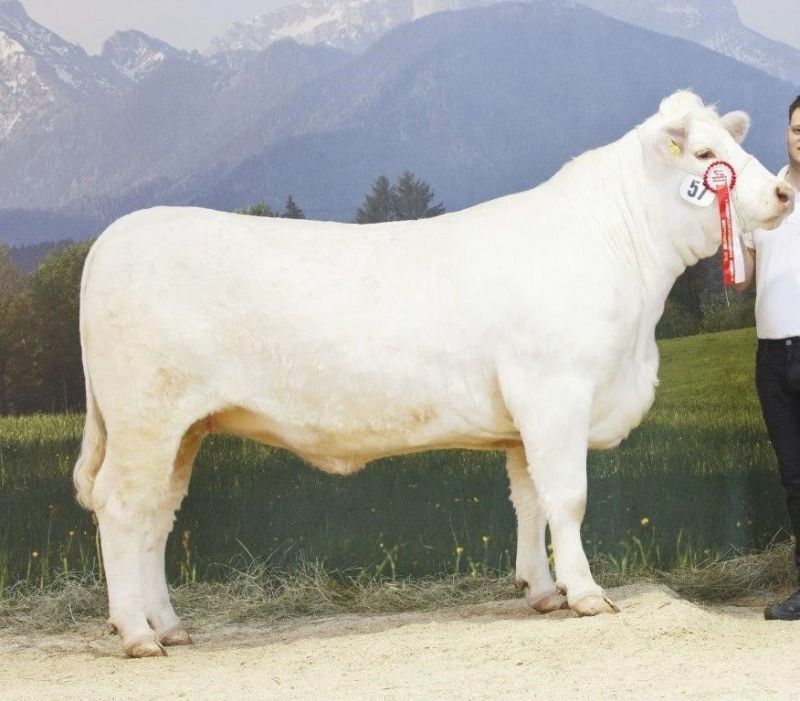 Charolais