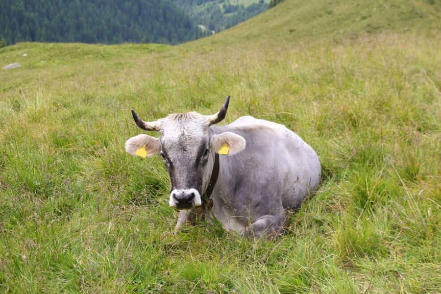 Tiroler Grauvieh